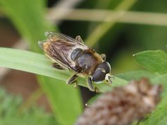 Merodon constans