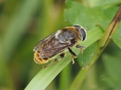 Merodon constans