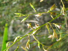 Eulophia tristis