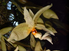 Stanhopea ruckeri