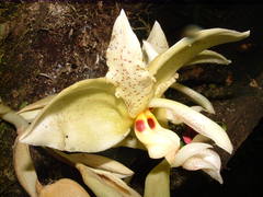 Stanhopea ruckeri
