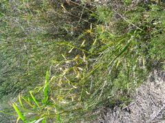 Eulophia tristis
