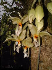 Stanhopea ruckeri