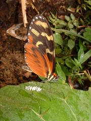 Mechanitis polymnia isthmia