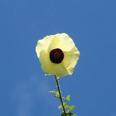 Hibiscus hispidissimus