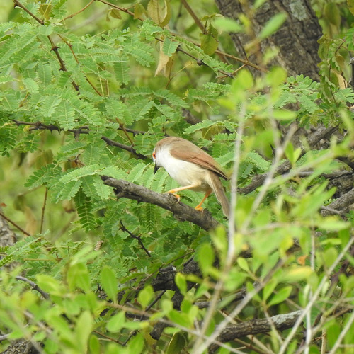 Yellow-eyed Babbler (Chrysomma sinense), photo 8