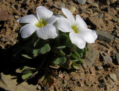 Oxalis annae