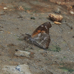 Libythea laius