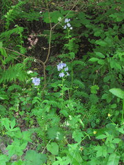 Polemonium caucasicum