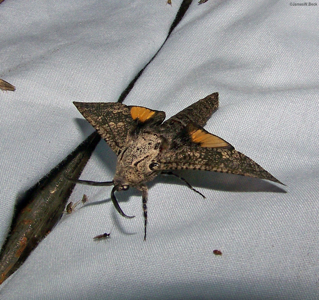 Carpenterworm Moth Butterflies and Moths of El Paso County and