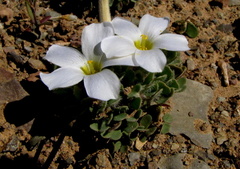 Oxalis annae