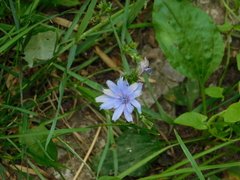 Cichorium intybus