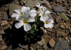 Oxalis annae