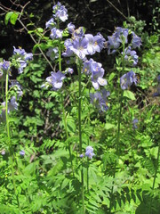 Polemonium caucasicum