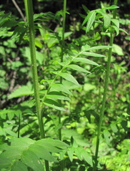 Polemonium caucasicum