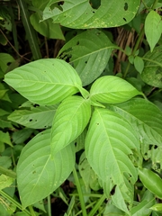 Mussaenda shikokiana