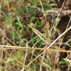 Didymocorypha lanceolata