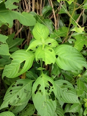 Mussaenda shikokiana