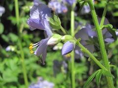 Polemonium caucasicum
