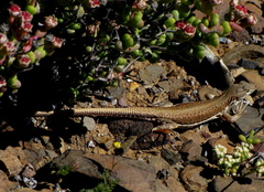 Pedioplanis burchelli