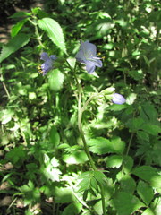 Polemonium caucasicum