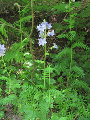 Polemonium caucasicum