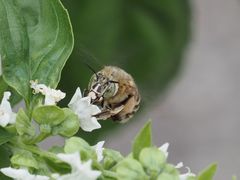 Amegilla garrula