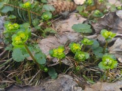 Chrysosplenium alternifolium
