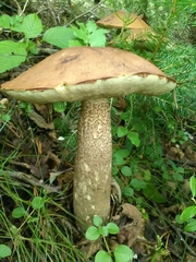 Leccinum