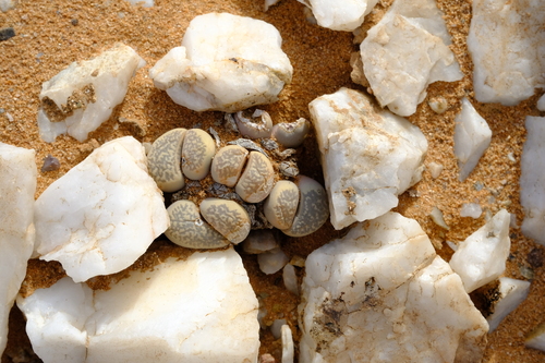 Lithops herrei L. Bolus 3
