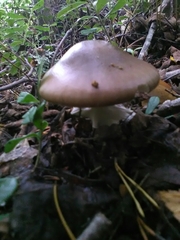 Fungi