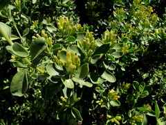 Pteronia divaricata