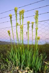 Bulbine narcissifolia