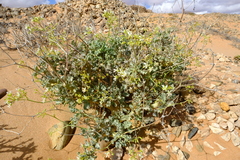Pelargonium klinghardtense