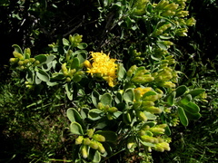 Pteronia divaricata