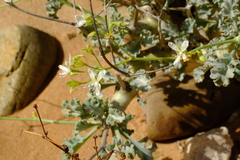 Pelargonium klinghardtense
