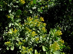 Pteronia divaricata