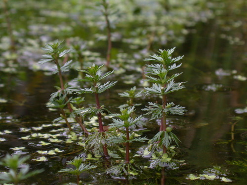 Limnophila trichophylla iNat (1)