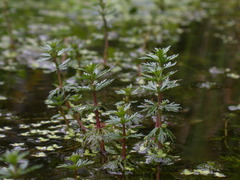 Limnophila