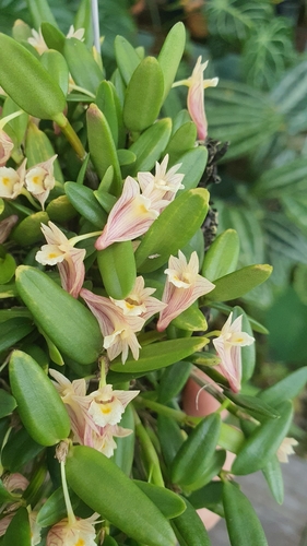 Dendrobium pachyphyllum, photograph 3