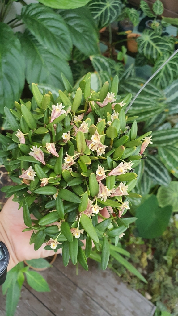 Dendrobium pachyphyllum (Kuntze) Bakh.f. 3