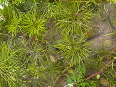 Limnophila