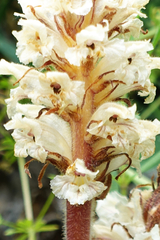 Orobanche artemisiae-campestris