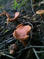 Fungi