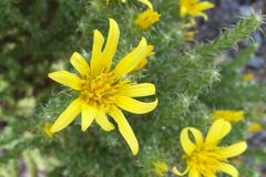 Cullumia reticulata