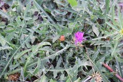 Centaurea × pouzinii
