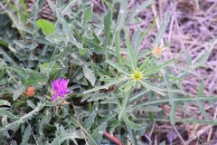 Centaurea × pouzinii