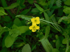 Diplotaxis tenuifolia