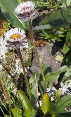 Erigeron eriocalyx