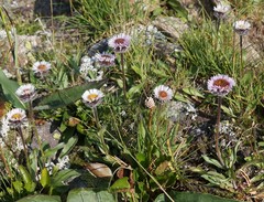 Erigeron eriocalyx